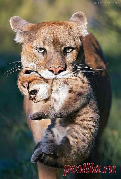 Mountain Lion mother carrying cub in her mouth by Tim﻿