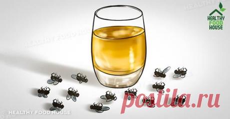 Как быстро избавиться от мух (в доме и снаружи) - Журнал для женщин