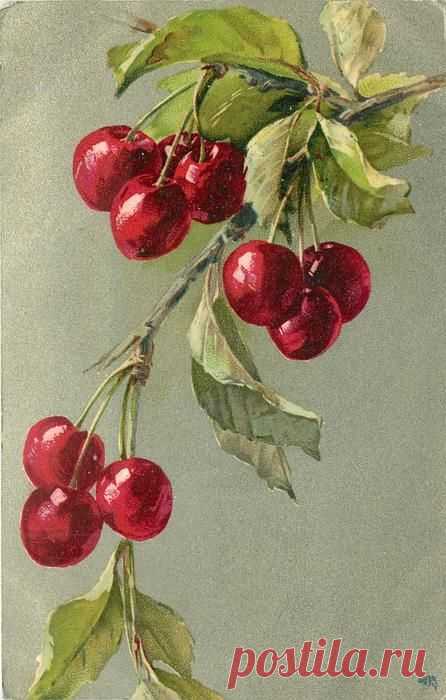 (300) Cherries on branch. Possibly by Catherine Klein. Circa 1905. | Graphics: Fruit & Vegetables