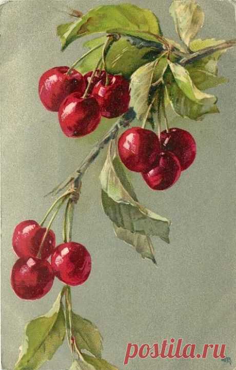 (300) Cherries on branch. Possibly by Catherine Klein. Circa 1905. | Graphics: Fruit & Vegetables