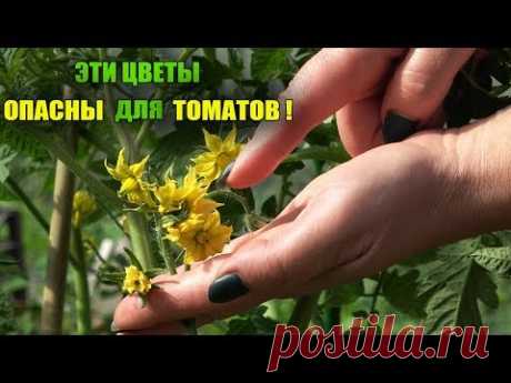 СРАЗУ УДАЛИТЕ ЭТИ ЦВЕТЫ У ТОМАТОВ КАК УВИДИТЕ!!!