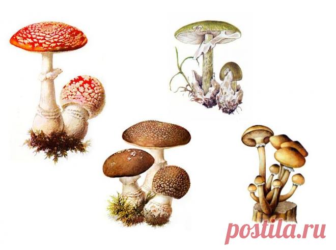 Как отличить съедобный гриб от ядовитого двойника | Наш дом