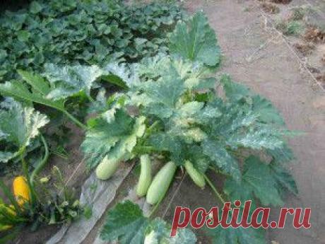 Выращивание кабачков рассадой и посевом в открытый грунт | Дача - впрок