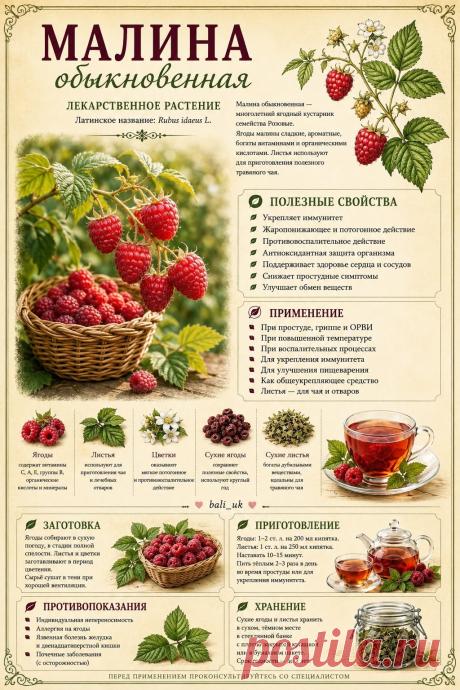 Малина обыкновенная