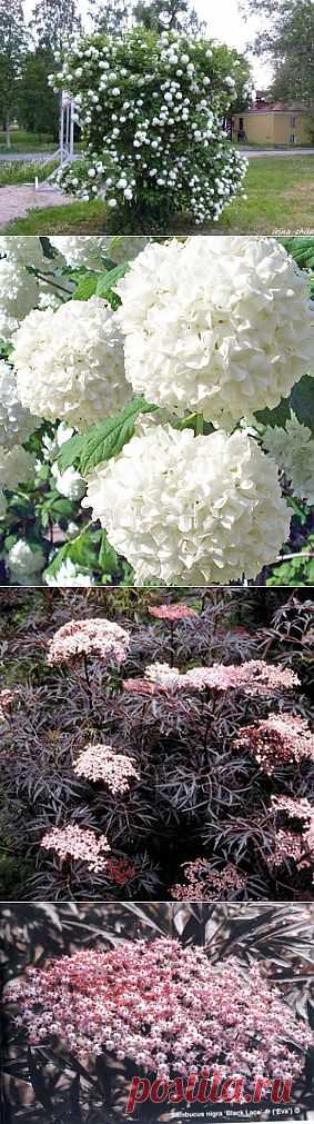 Прекрасные растения | Наш уютный дом