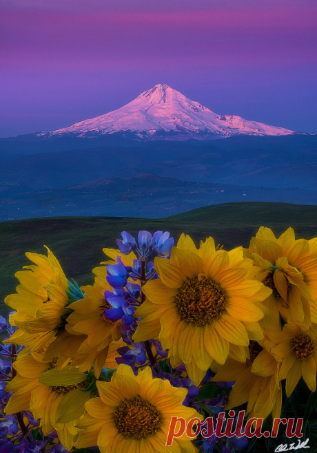 (17) Tumblr