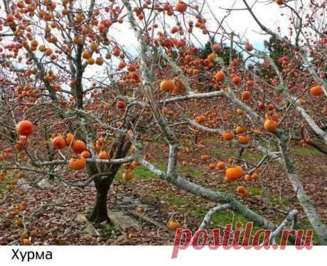 Как растут наши любимые продукты