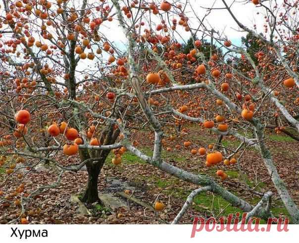 Как растут наши любимые продукты