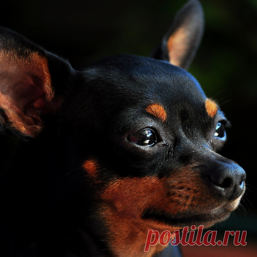 Pinscher: Saiba Tudo Sobre Essa Raça de Cachorro