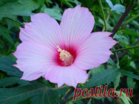 Гибискус травянистый многолетний | БизнесДача
