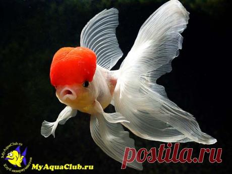 красная шапочка