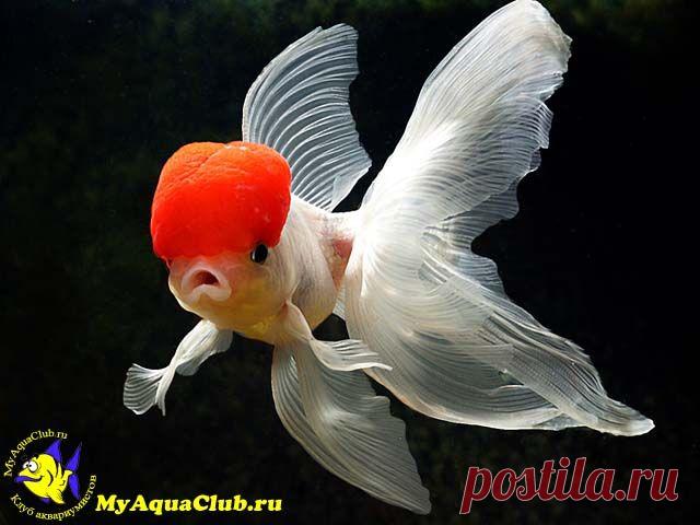 красная шапочка