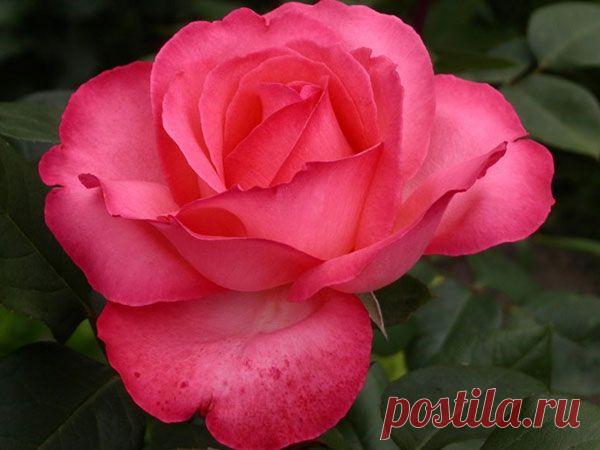 Розовая пантера