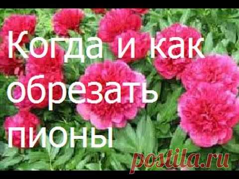 Когда обрезать пионы и как подготовить их к зиме.