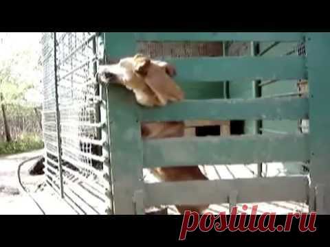 Собачий побег из "тюрьмы" | ВИДЕОСМАК