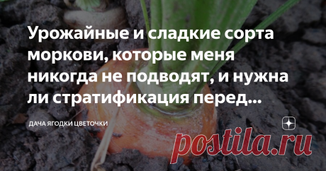 Урожайные и сладкие сорта моркови, которые меня никогда не подводят, и нужна ли стратификация перед посевом фото автора
Если делать стратификацию семян моркови по – хорошему, то нужно семена завернуть в полотняный мешочек, затем в целлофановый пакет и закопать на 2 – 3 месяца в сугроб.
Таким образом я не раз стратифицировала семена не только моркови, но и других овощей и цветов, когда жила в частном доме. Сейчас уже больше 5 лет живу в многоквартирном доме, дача хоть и нед...