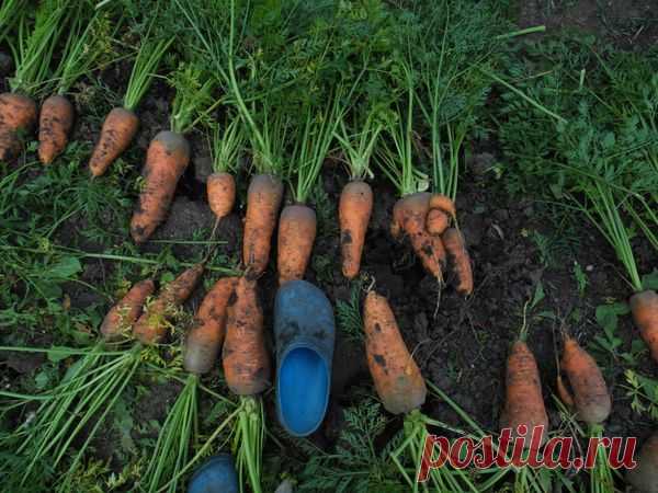 Копать или не копать? Вот в чем вопрос…