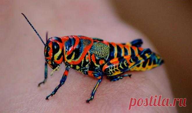 40 красивенных животных неожиданной расцветки