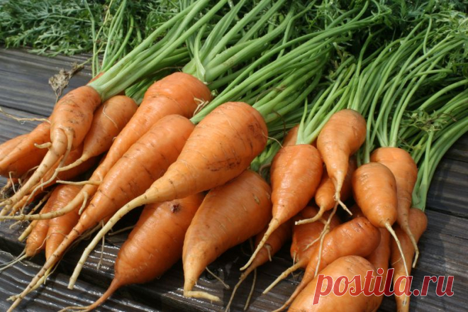 Выращивание моркови на подложке из рубероида