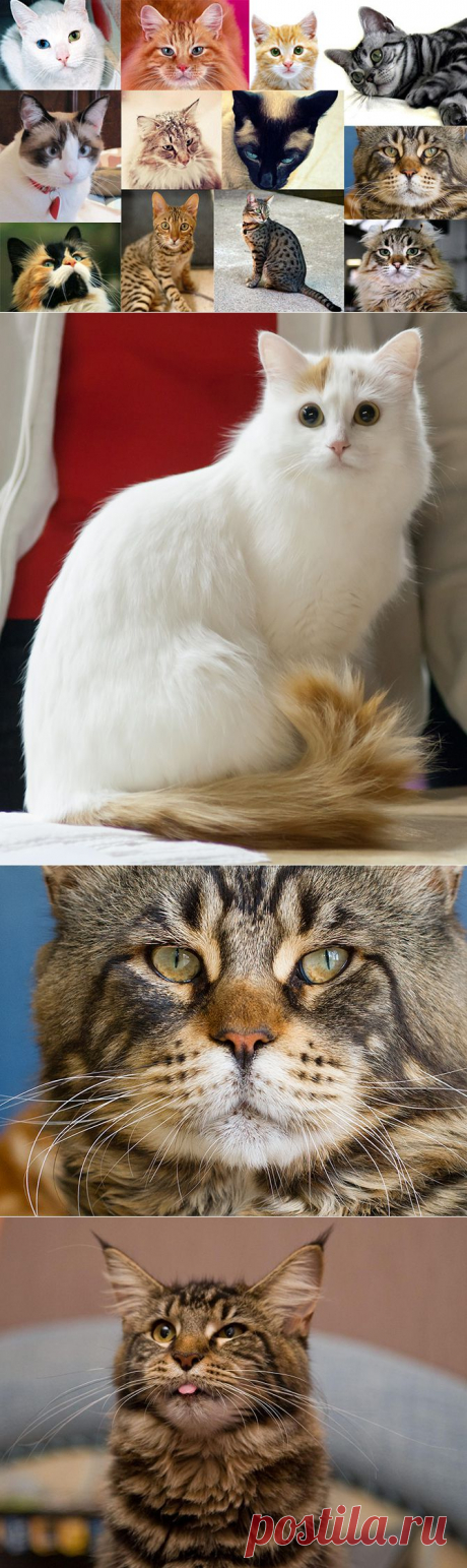 Самые красивые кошки в мире | Fresher - Лучшее из Рунета за день