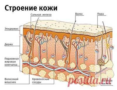 Строение волоса и кожи человека на голове в разрезе: корневого человеческого волоска, стержня, корня, видео-инструкция по уходу своими руками, схема, фото и цена