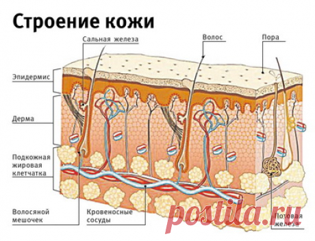 Строение волоса и кожи человека на голове в разрезе: корневого человеческого волоска, стержня, корня, видео-инструкция по уходу своими руками, схема, фото и цена