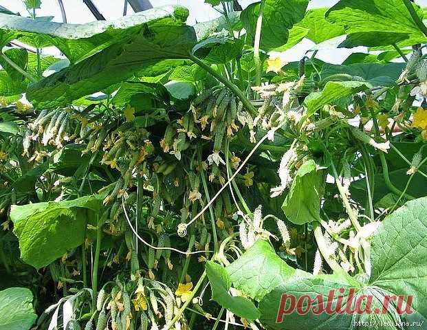 1 непрочитанный чат