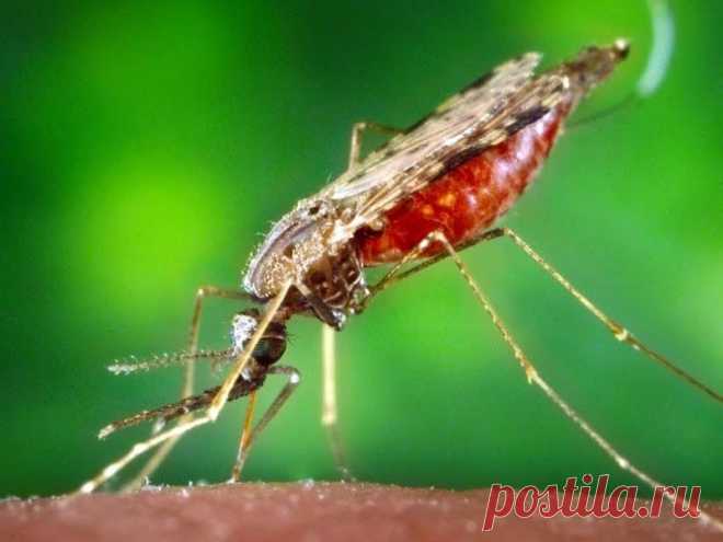 Кого любят комары?.