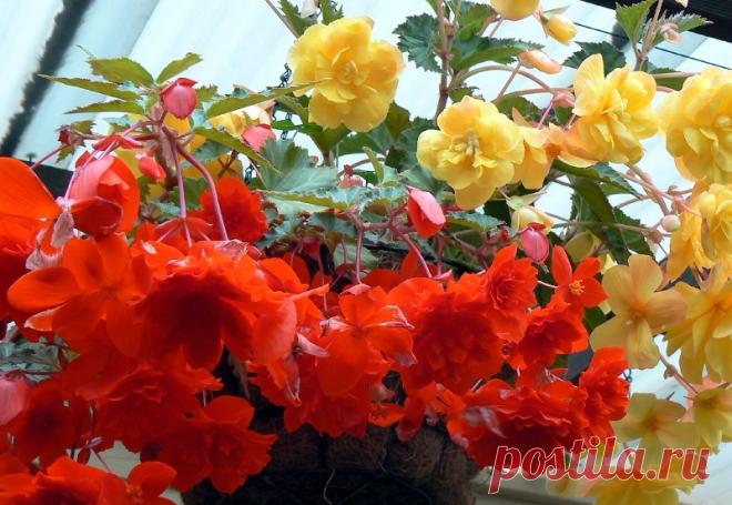 Хранение зимой бегонии клубневой: как сохранить в домашних условиях, где держать луковицу до весны в квартире, какой уход