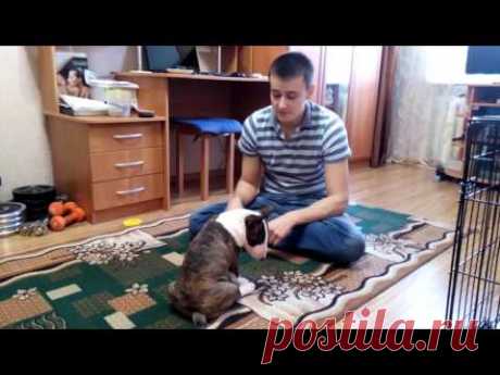 Как отучить щенка кусаться