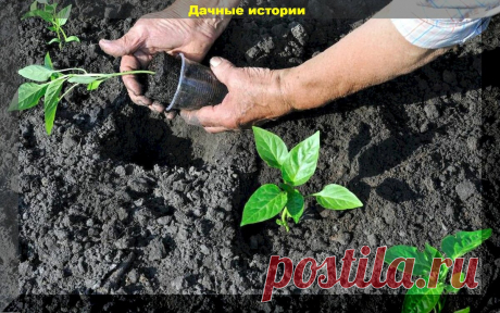Слабая рассада после высадки: помогаем растением справиться со стрессом и дефицитом питания | Дачные истории | Яндекс Дзен