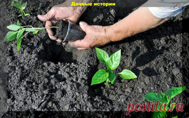 Слабая рассада после высадки: помогаем растением справиться со стрессом и дефицитом питания | Дачные истории | Яндекс Дзен