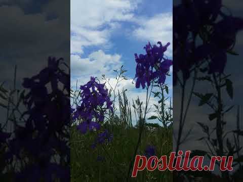 Синие цветы - YouTube