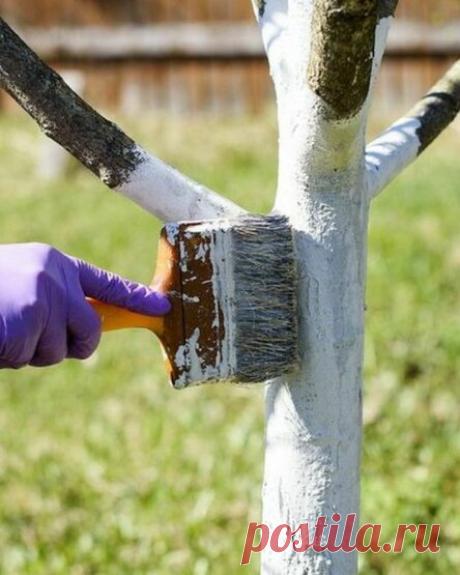 Весенние работы в саду и огороде: как правильно открыть дачный сезон