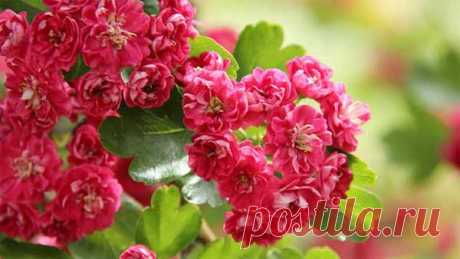 Боярышник, который цветет, как сакура Слово «боярышник» в нашей стране знает и стар, и млад. У тех, кто постарше и «поопытней», основная ассоциация связана со спиртовой настойкой, которой, может, и приписывают лекарственные свойства, но п…