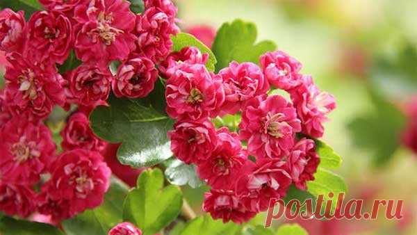 Боярышник, который цветет, как сакура Слово «боярышник» в нашей стране знает и стар, и млад. У тех, кто постарше и «поопытней», основная ассоциация связана со спиртовой настойкой, которой, может, и приписывают лекарственные свойства, но п…