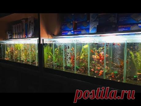 Наличие рыбки на 7.12.2019 - YouTube