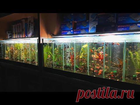 Наличие рыбки на 7.12.2019 - YouTube