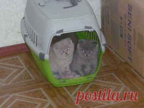 Котята Британские короткошерстные
