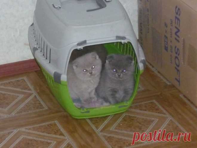 Котята Британские короткошерстные