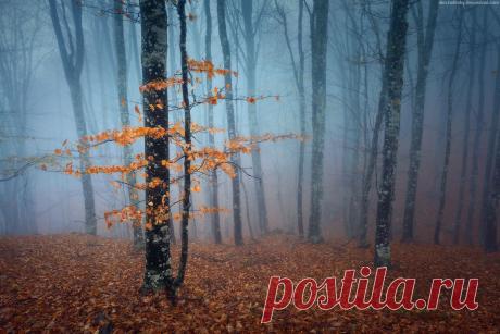 Осень . Алые и желтые ветер листья рвет , кружит, кружит в воздухе пестрый хоровод .