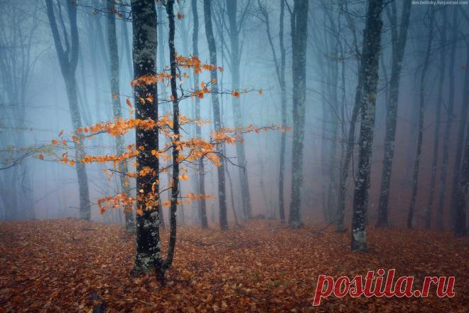 Осень . Алые и желтые ветер листья рвет , кружит, кружит в воздухе пестрый хоровод .