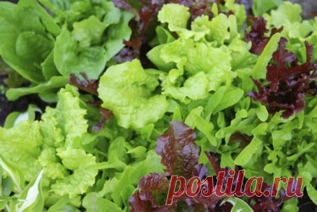 7 видов салата для вашего сада. Лучшие сорта. Посев, выращивание и уход. Описание, фото - Ботаничка.ru

Свежие, сочные, неповторимо летние салаты давно уже стали не только очень популярным, но и всенародно любимым овощем. Яркая зелень, позволяющая экспериментировать с ингредиентами и обогащающая ежедневное меню при снижении его калорийности годится не только для украшения блюд и в качестве источника витаминов и минералов.
