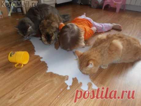 ЕЩЁ КОТЭ | KotoMail.ru