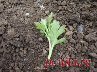 весеннее размножение хризантем черенкованием