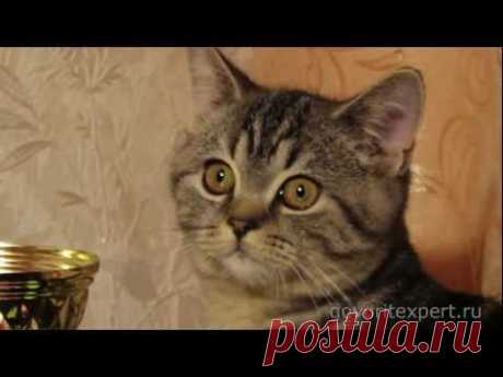 Чем отличаются Британцы от Шотландцев? Коты шотландцы. Говорит ЭКСПЕРТ