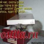 Разные забавные животные в весёлых «котомашках»   Загрузка...