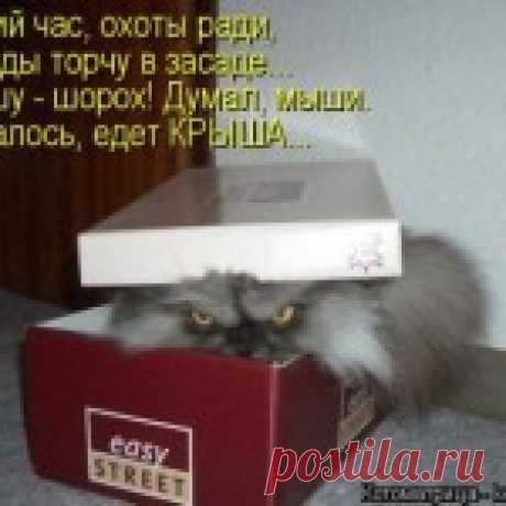 Разные забавные животные в весёлых «котомашках»   Загрузка...