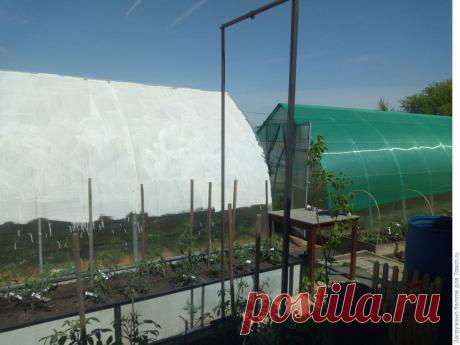 Рассказываю чем опасна жара для тепличных овощей и как спасти растения от перегрева в теплице  🌱🍅🥒🌽🏵️
Чтобы не допустить перегрева растений в теплице, нужно предусмотреть все возможные источники тепла.
Наиболее опасные из них:
🔹 солнечные лучи, которые нагревают воздух в теплице; 🔸 горячий воздух, который поднимается вверх от нагретой почвы; 📍 воздух в теплицах, особенно в районах с жарким климатом, может подниматься вверх на высоту до полутора метров. ☝️ Это происходит из-за того, что теплый …