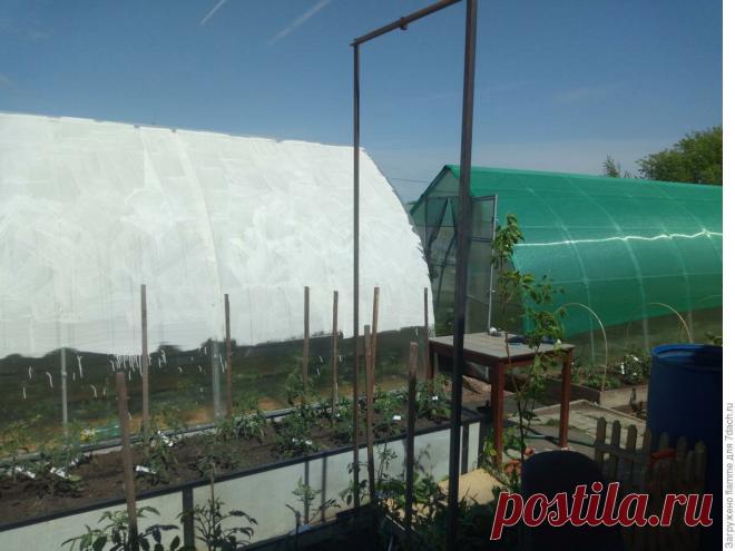 Рассказываю чем опасна жара для тепличных овощей и как спасти растения от перегрева в теплице  🌱🍅🥒🌽🏵️
Чтобы не допустить перегрева растений в теплице, нужно предусмотреть все возможные источники тепла.
Наиболее опасные из них:
🔹 солнечные лучи, которые нагревают воздух в теплице; 🔸 горячий воздух, который поднимается вверх от нагретой почвы; 📍 воздух в теплицах, особенно в районах с жарким климатом, может подниматься вверх на высоту до полутора метров. ☝️ Это происходит из-за того, что теплый …